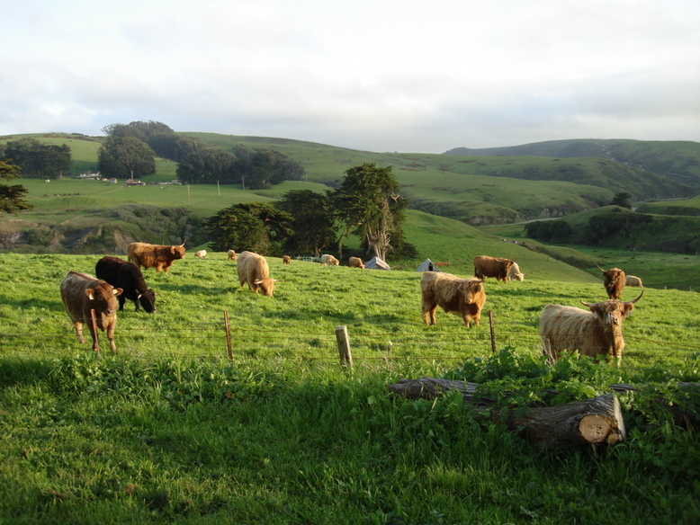 Tomales, CA Cows in a field in Tomales photo, picture, image (California) at