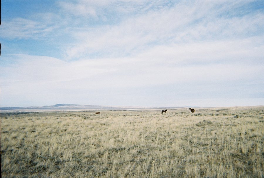 Rock Springs, WY Rock Springs Largest Herd Of Wild Horses in
