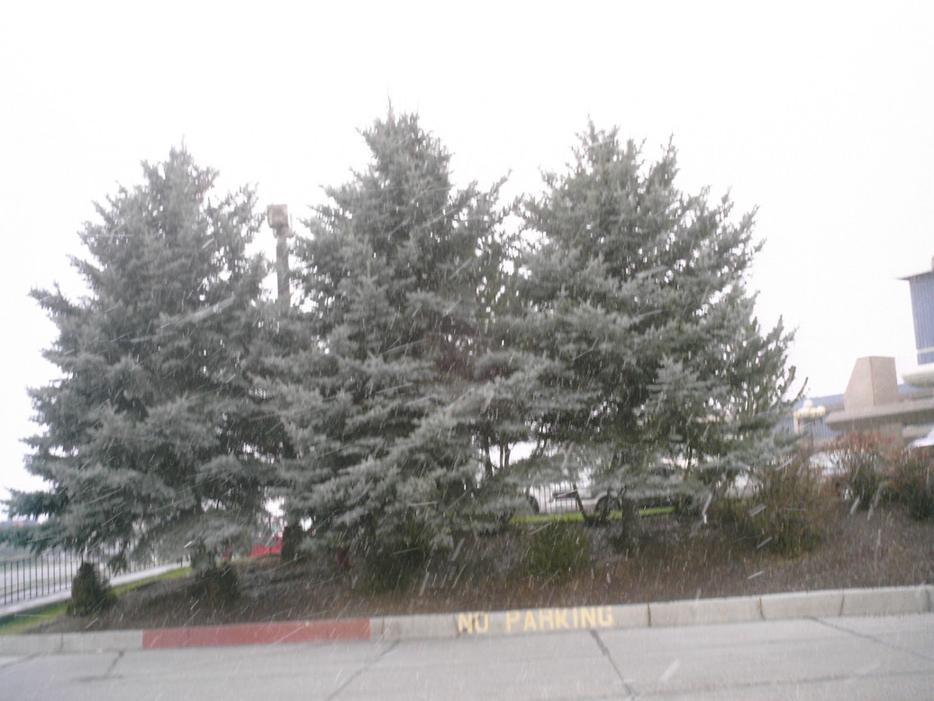 Elko, NV Snow falling on pretty trees in a store parking lot. photo
