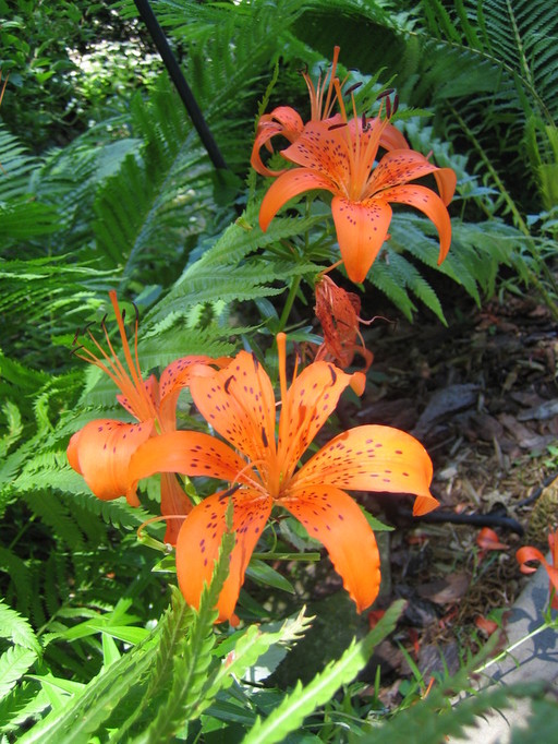 Ramsey, MN flowers photo, picture, image (Minnesota) at