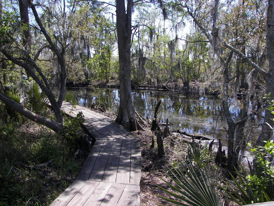 Marrero, LA Jean Lafitte State Park in Marrero, Louisiana ( cypress swamps) photo, picture