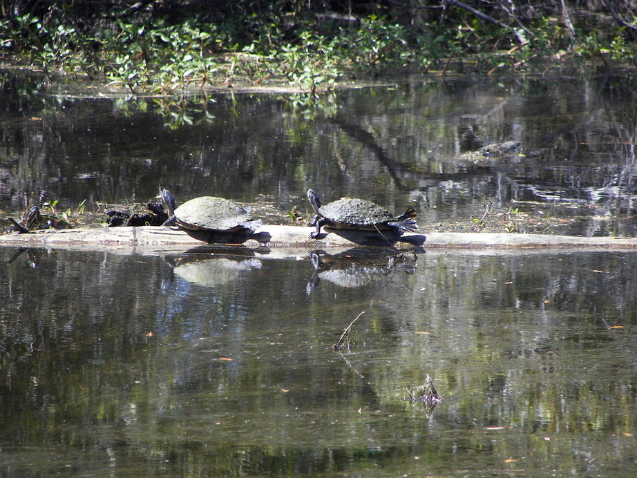 Marrero, LA Jean Lafitte State Park in Marrero, Louisiana ( cypress