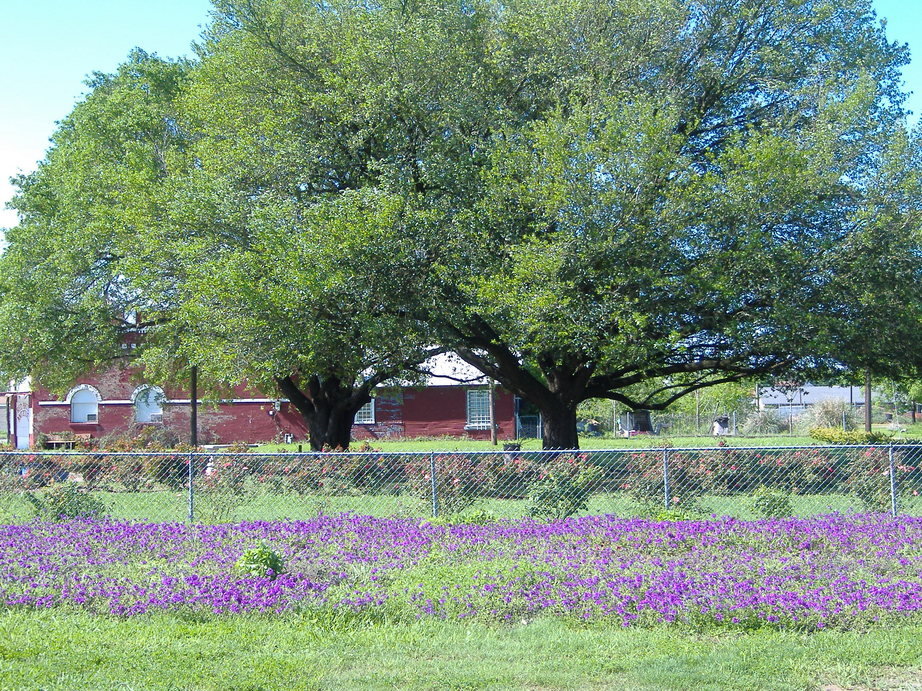 Lott, TX 1916 Bank Building/Antique Shop photo, picture, image (Texas