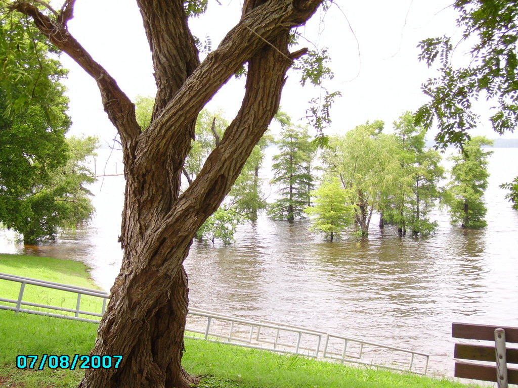 Oil City, LA twisted tree at State Park in Oil City 7.8.7 photo