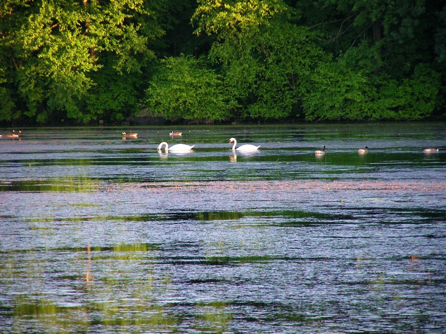 Framingham, MA Water birds in Farm Pond photo, picture, image
