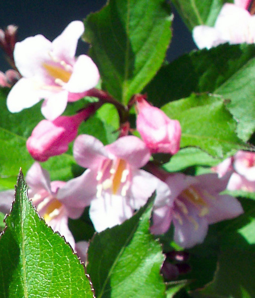 Rochester Hills, MI Flowers near my condo Rochester Hills Mi photo