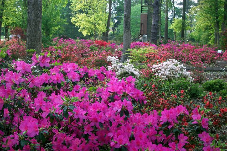 Nacogdoches, TX Old University Building, circa 1859, in the National