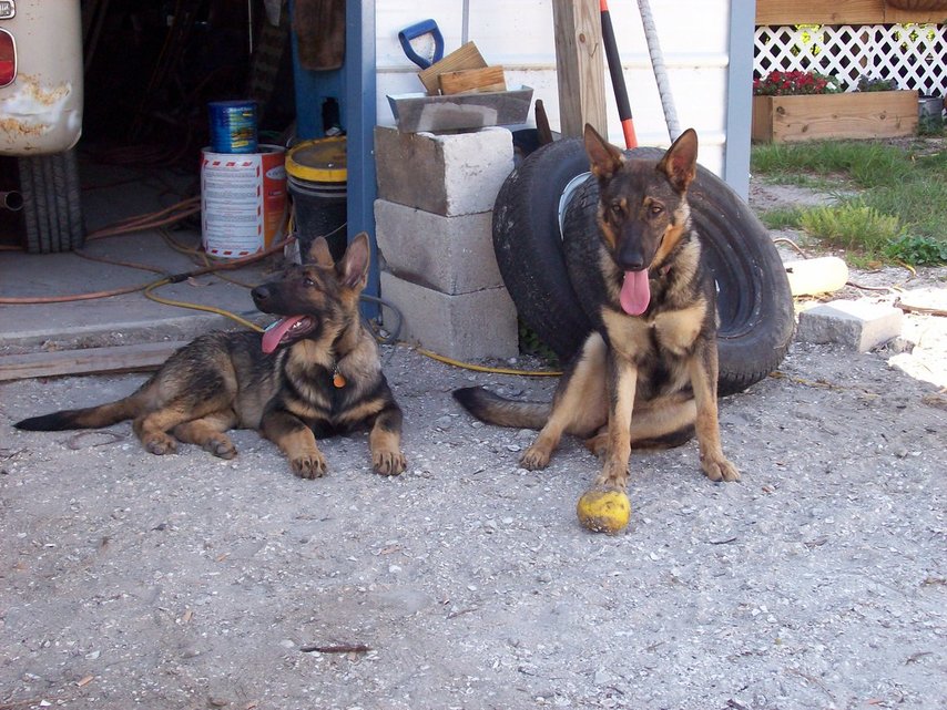 Suncoast Estates, FL German Shepherds Max and Ghia watching Home in