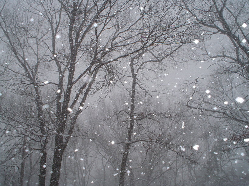 Smithtown, NY 2005 winter blizzard Pines section, by Adelle Longo