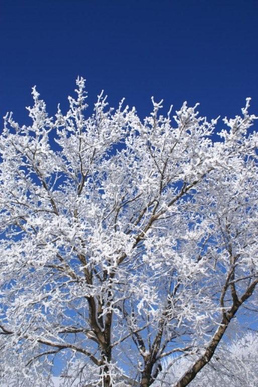Baudette, MN Winter scenery in Baudette, MN photo, picture, image