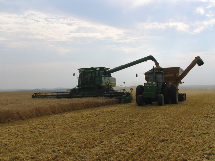 Hoffman, MN Harvesting Near Hoffman photo, picture, image (Minnesota
