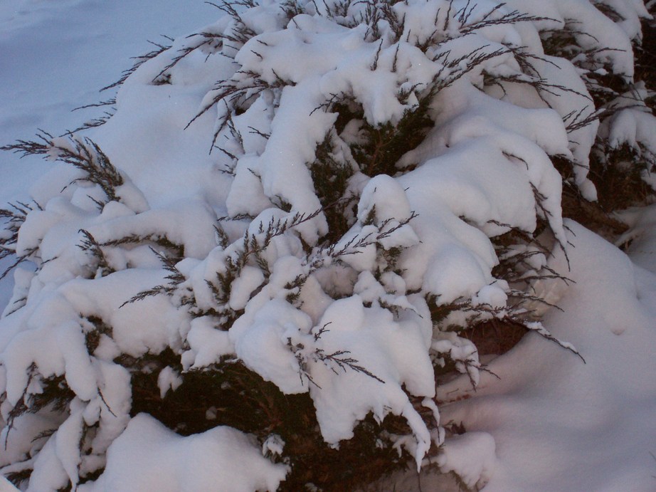 Prescott Valley, AZ Prescott Valley Snow photo, picture, image