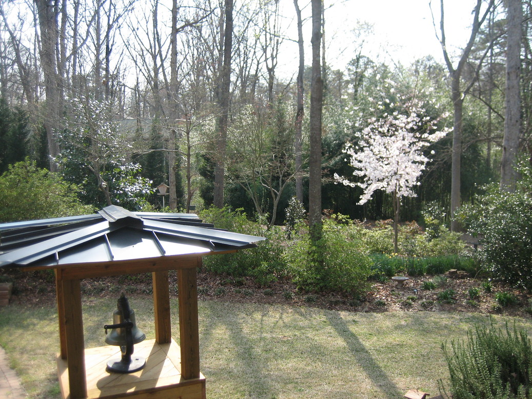 Spartanburg, SC Cherry Trees Blooming in March photo, picture, image