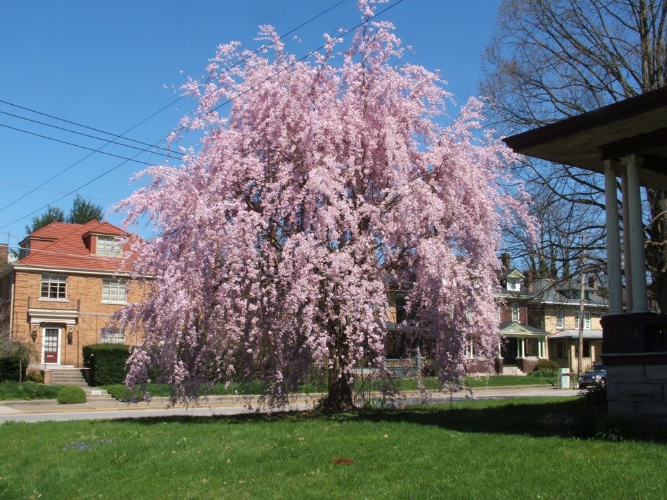 Charleston, WV Virginia Street at Ruffner Avenue. Spring photo