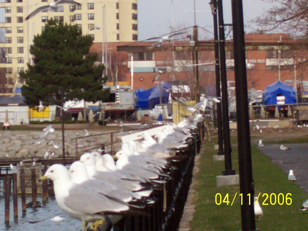 Dunkirk, NY birds lake erie photo, picture, image (New York) at city