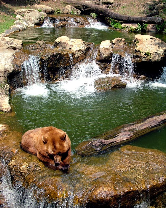Montgomery, AL Bear at the Montgomery Zoo photo, picture, image