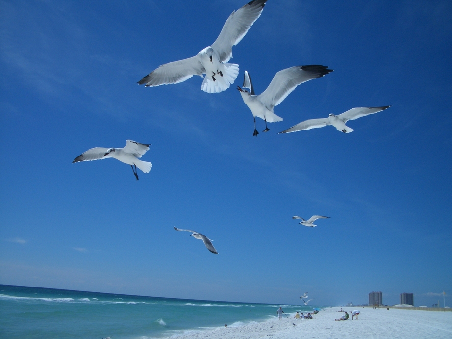 Gulf Breeze, FL Florida Seagulls photo, picture, image (Florida) at