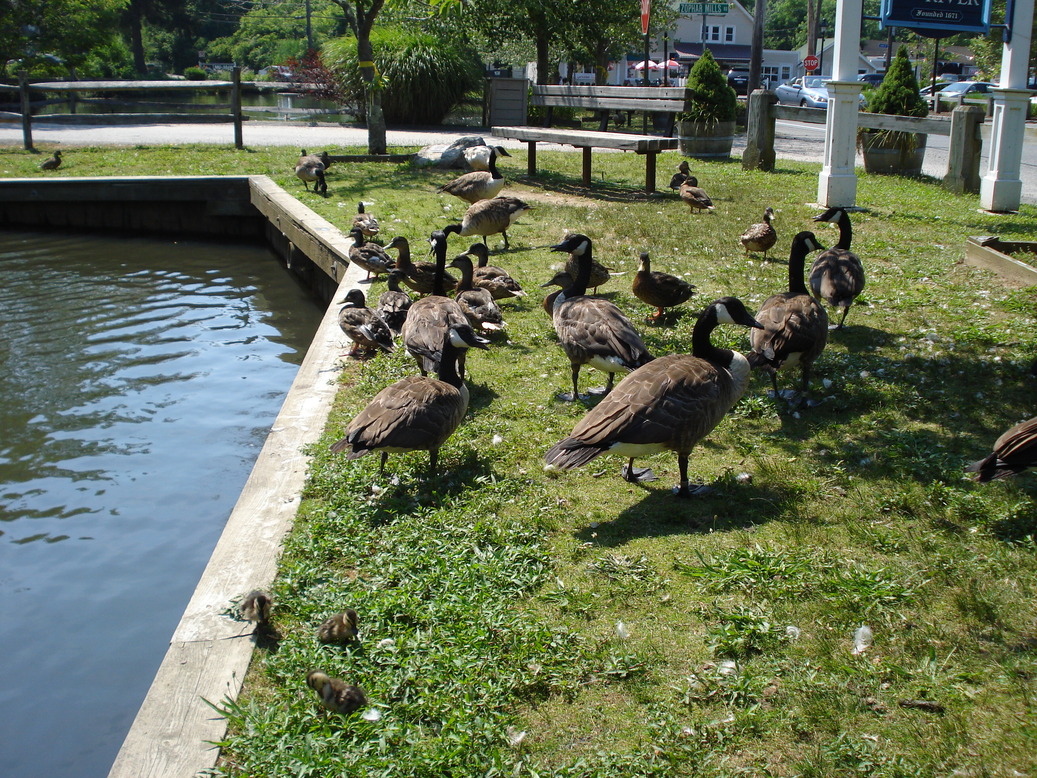 Wading River, NY Wading River's Duck Pond photo, picture, image (New