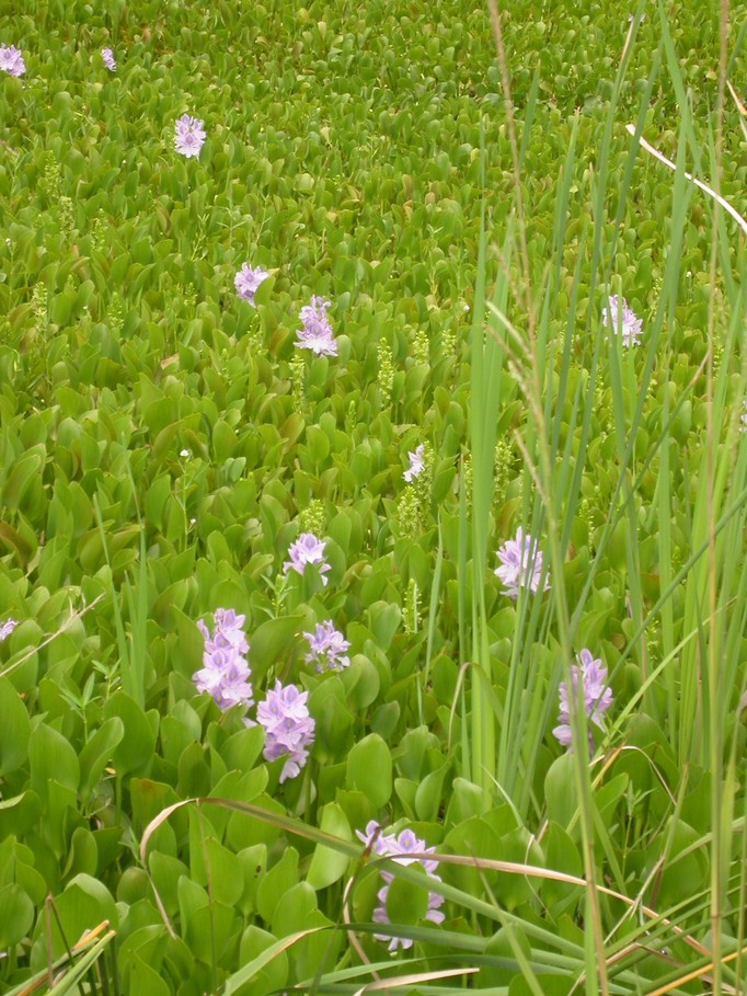 Leland, NC Water Hyacinths in Leland photo, picture, image (North