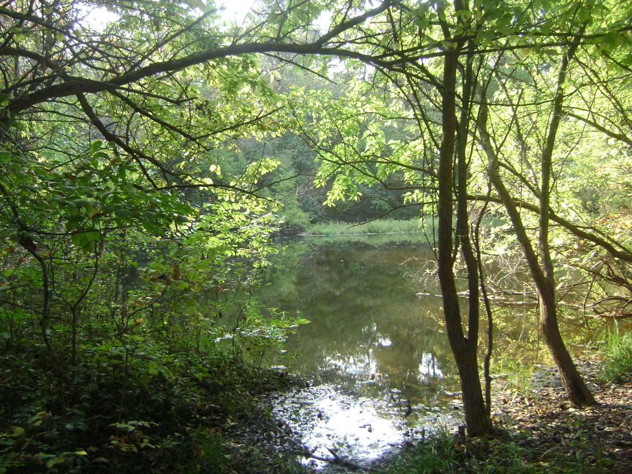 Blue Springs, MO Pond off the Wildlife Habitat Trail at Burr Oak