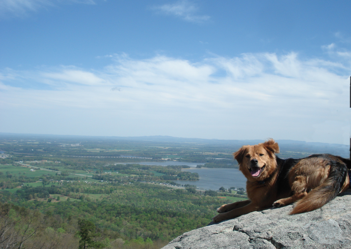 Sand Rock, AL My dog Hobart on Sandrock's Face over looking the lake