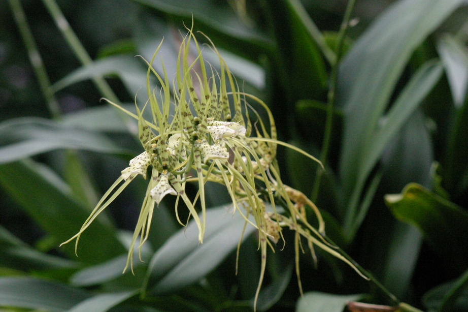 Williamsport, PA Orchards grow in Washington DC photo, picture, image