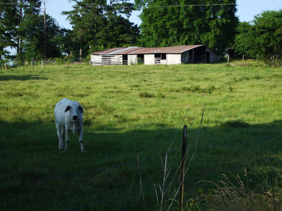 Gary City, TX Gary, TX photo, picture, image (Texas) at