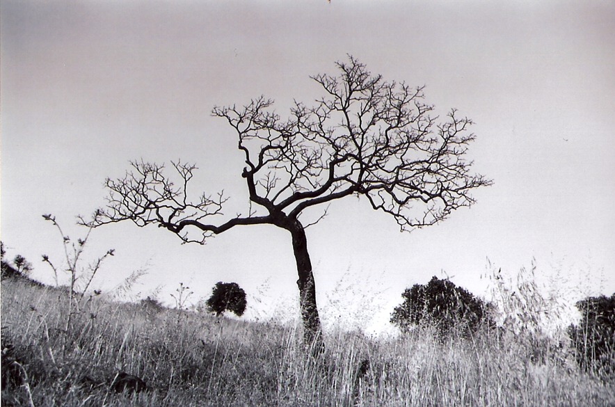 Angwin, CA A "victim" of the wild fire that swept past Angwin. Enjoy