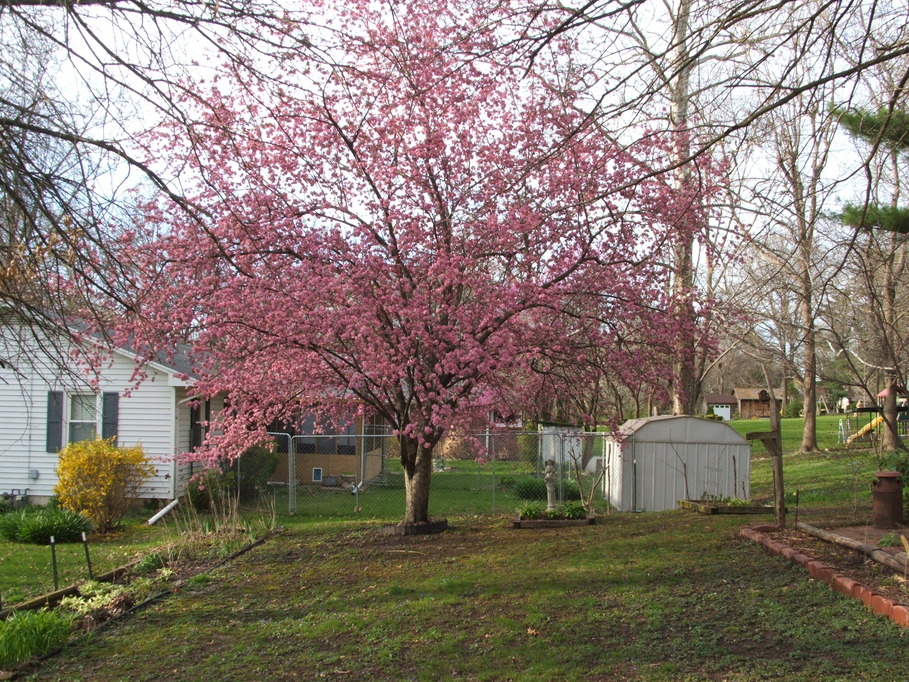 Carrollton, MO Apple tree in the spring photo, picture, image