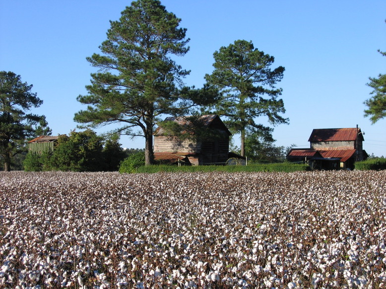 Goldsboro, NC Old cotton farms photo, picture, image (North Carolina