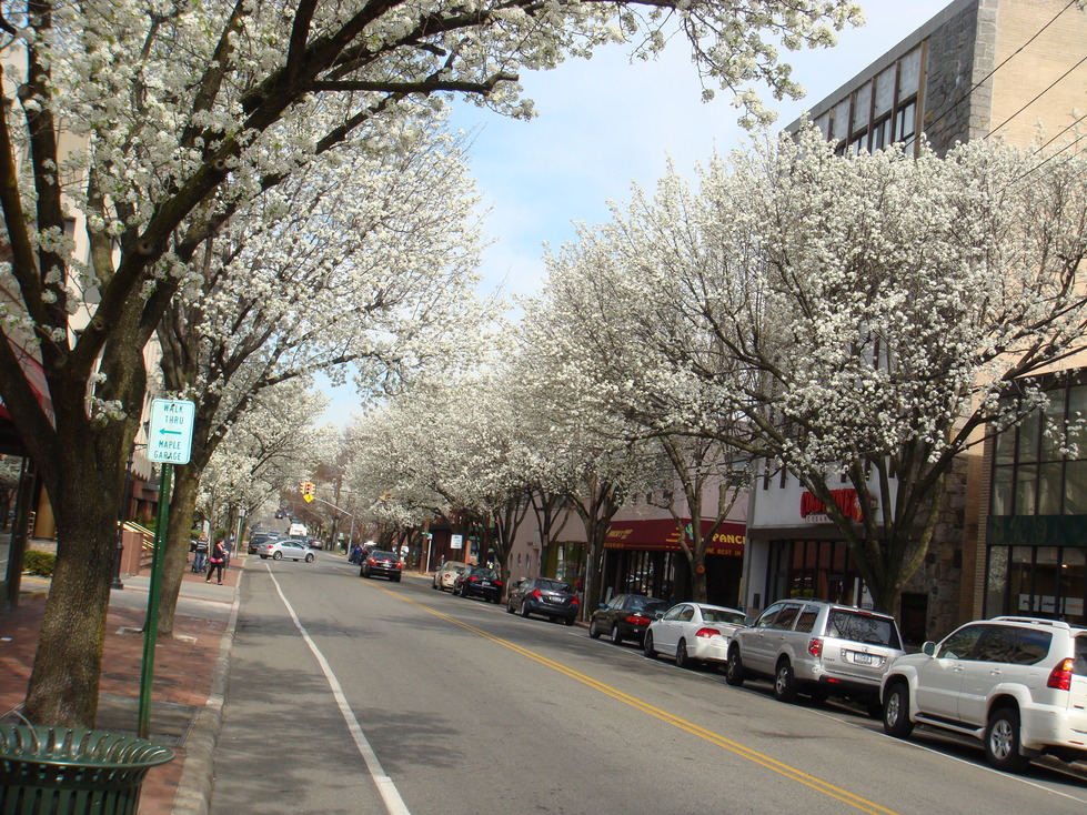 Great Neck, NY April 2009, Great Neck, NY photo, picture, image (New