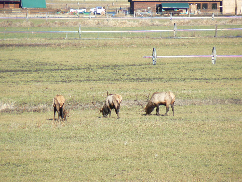 Cle Elum, WA Elk on the Teanaway photo, picture, image (Washington