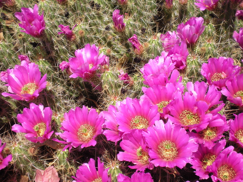 Sun City West, AZ Cactus Flowers photo, picture, image (Arizona) at