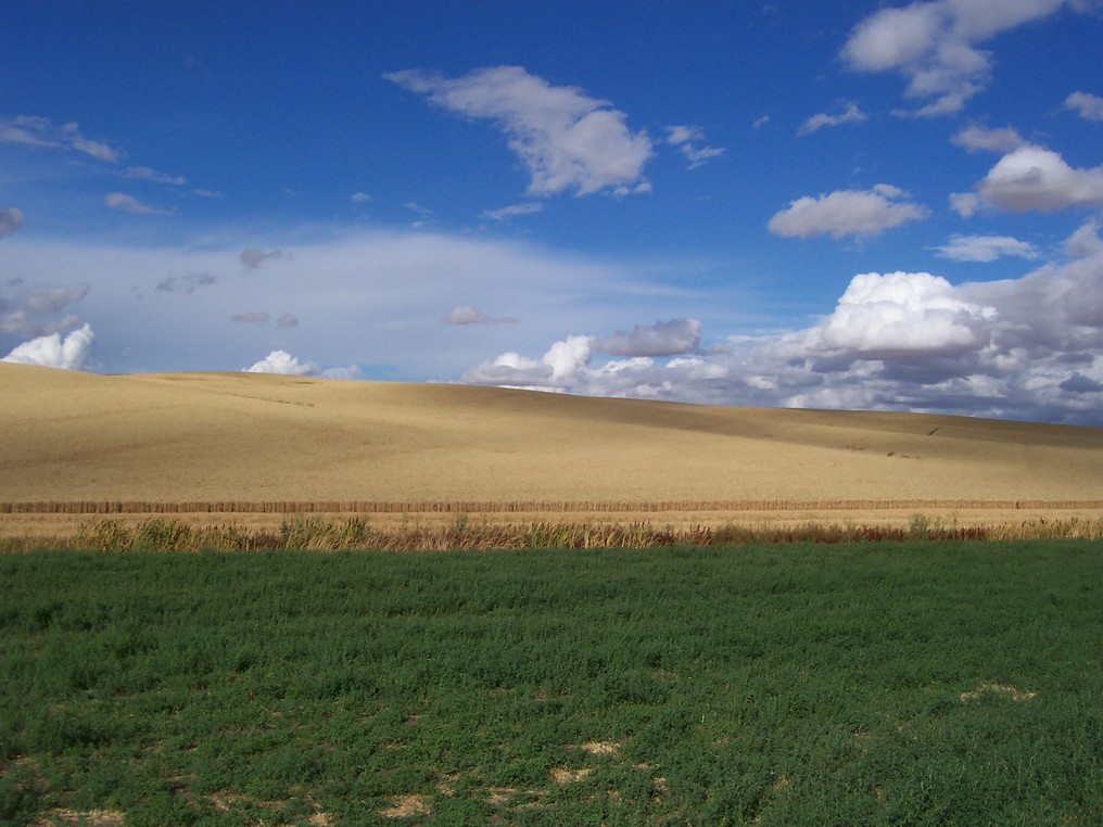 Moscow, ID Hills of the Palouse photo, picture, image (Idaho) at city