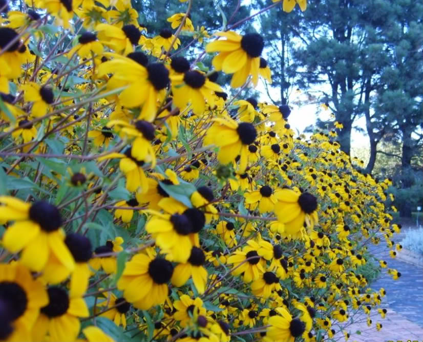 Brookings, SD Spring Flowers photo, picture, image (South Dakota) at