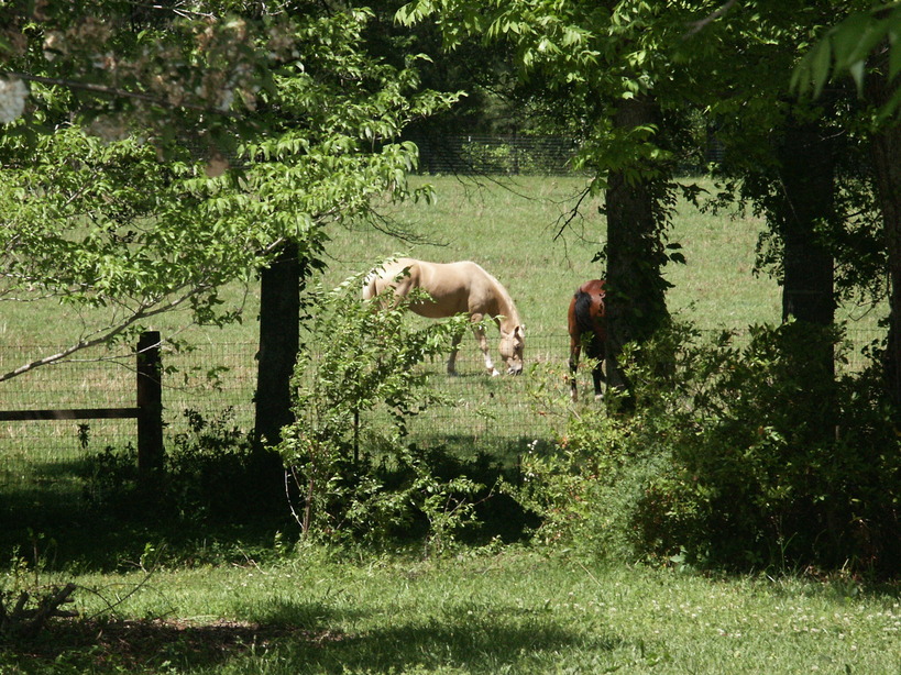 Milner, GA Horses in a pasture photo, picture, image at