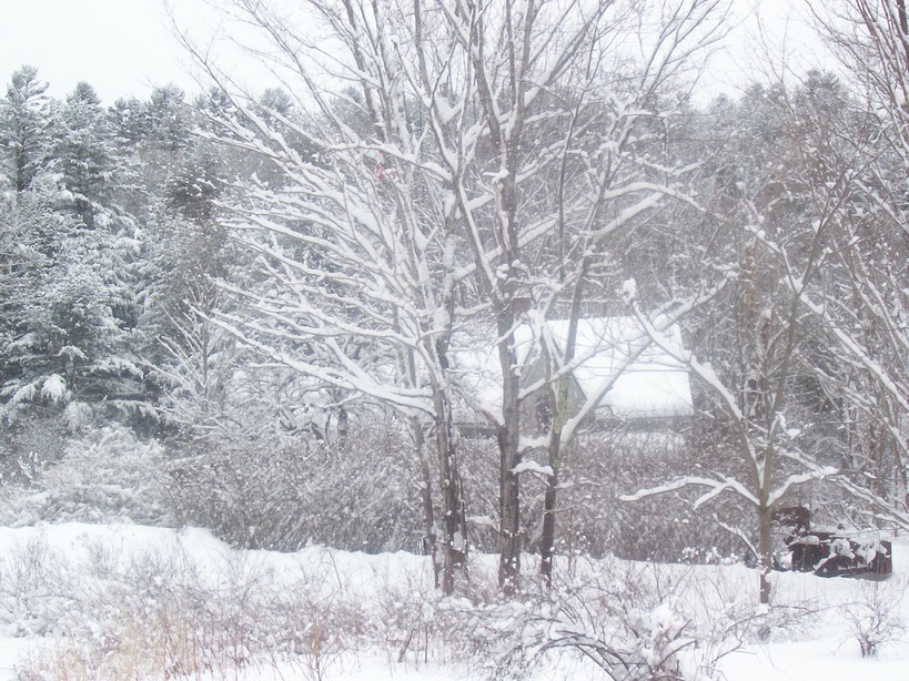 Campton, NH Campton Bog photo, picture, image (New Hampshire) at city