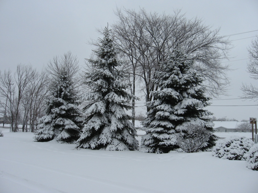 Oak Creek, WI Pine Trees in front of my apartment at 8320 So. Chicago