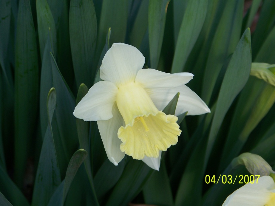 Farmington, MN Beautiful flowers photo, picture, image (Minnesota) at