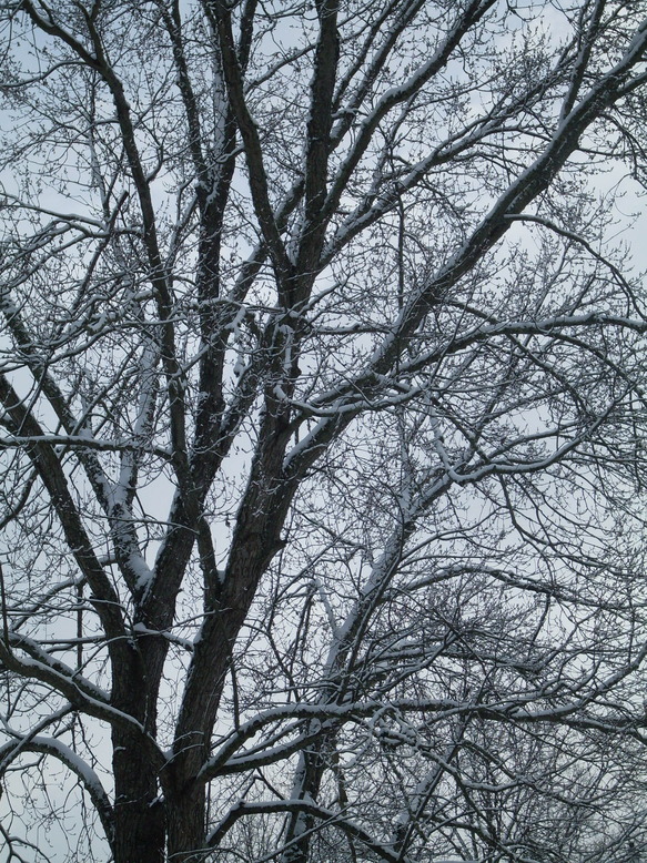 Alcoa, TN Snow 2010 photo, picture, image (Tennessee) at