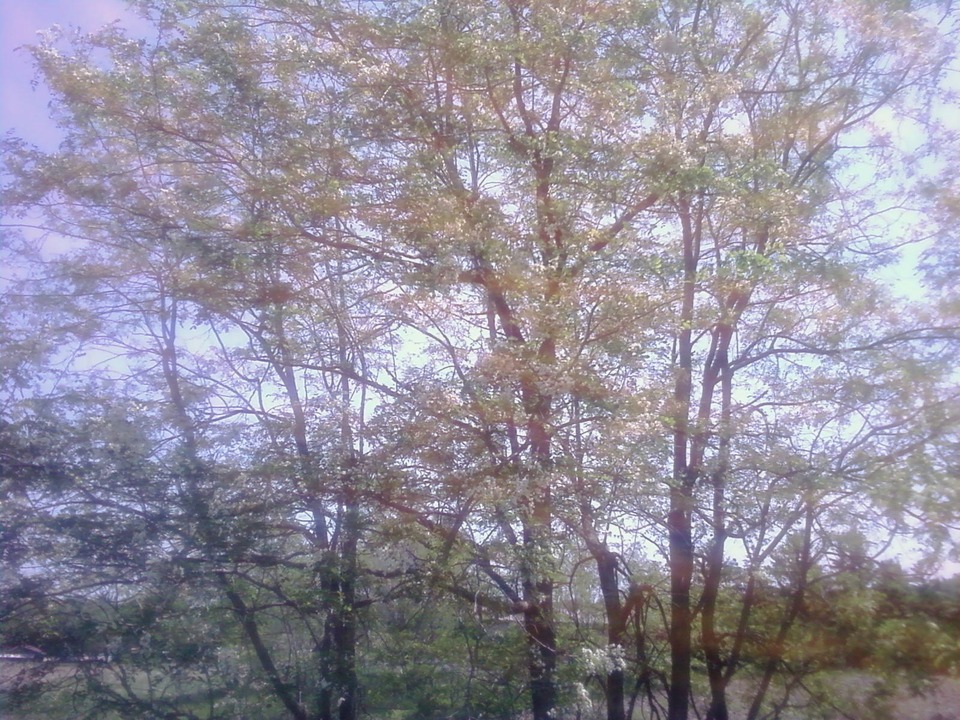 East Bloomfield, NY East Bloomfield Backyard in May photo, picture, image (New York) at city