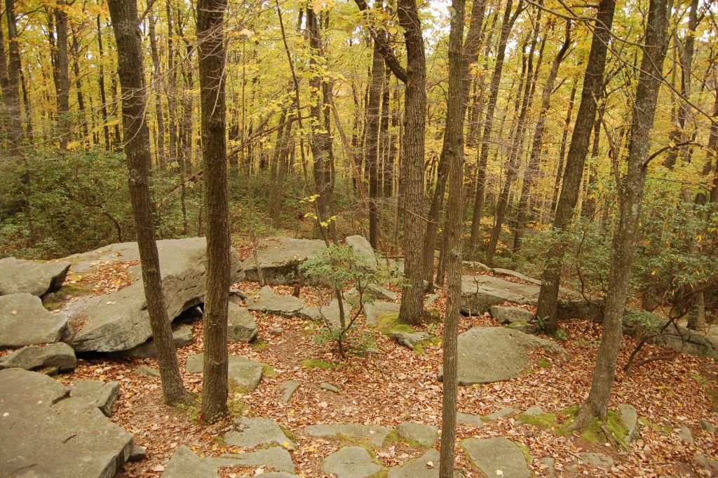 Clarion, PA Cooks forest photo, picture, image (Pennsylvania) at city