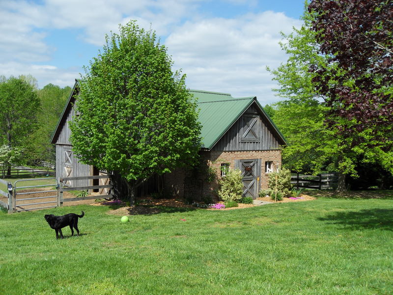 Huntingtown, MD Dayzee playing in the snow. photo, picture, image