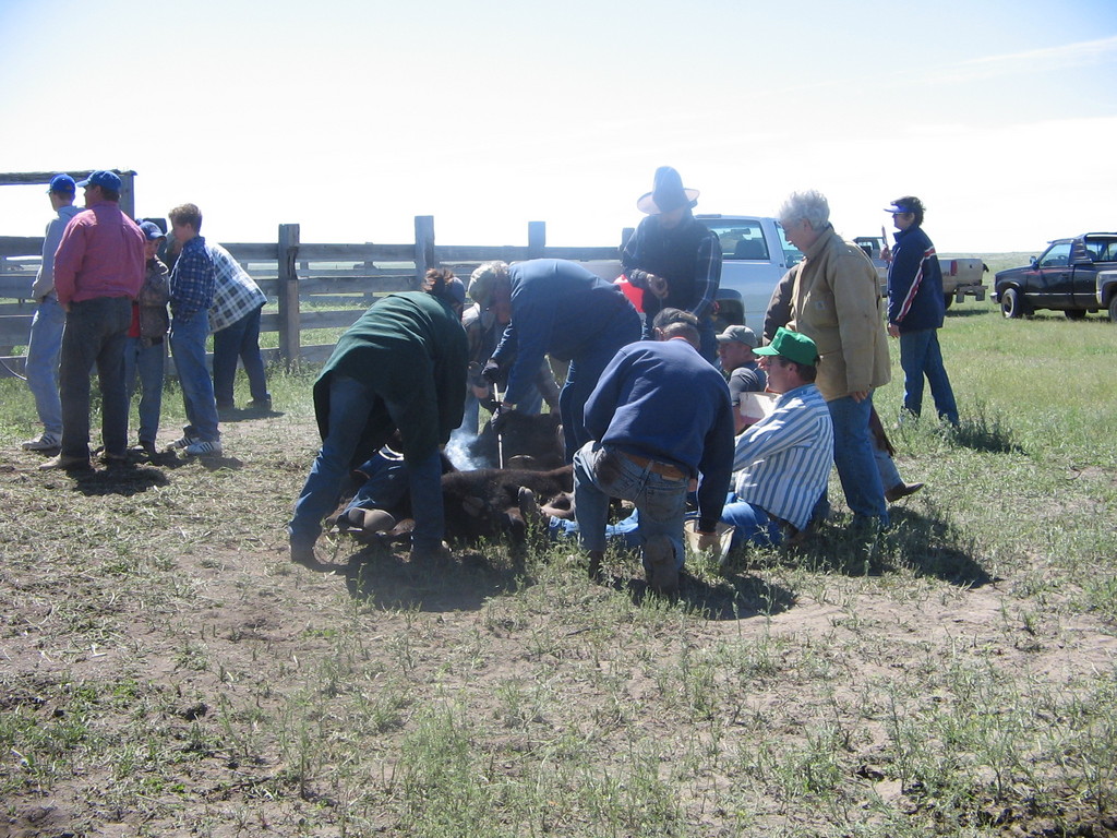 Terry, MT Branding June 2005 photo, picture, image (Montana) at city
