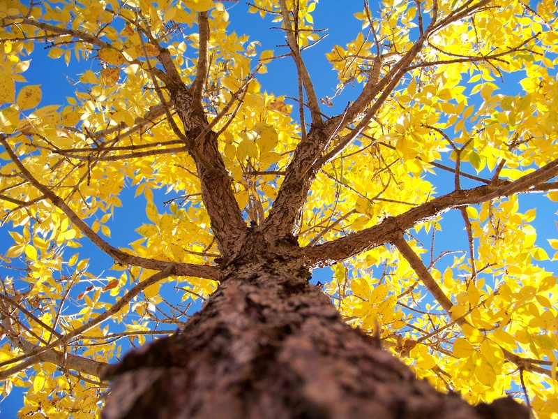 Oxford, MS A tree outside Campus Walk Apartments in Oxford, MS. photo