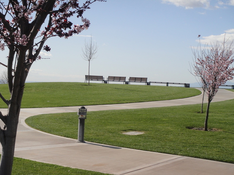 Riverside, CA Sitting at Sycamore Highland Park In Riverside, in awe