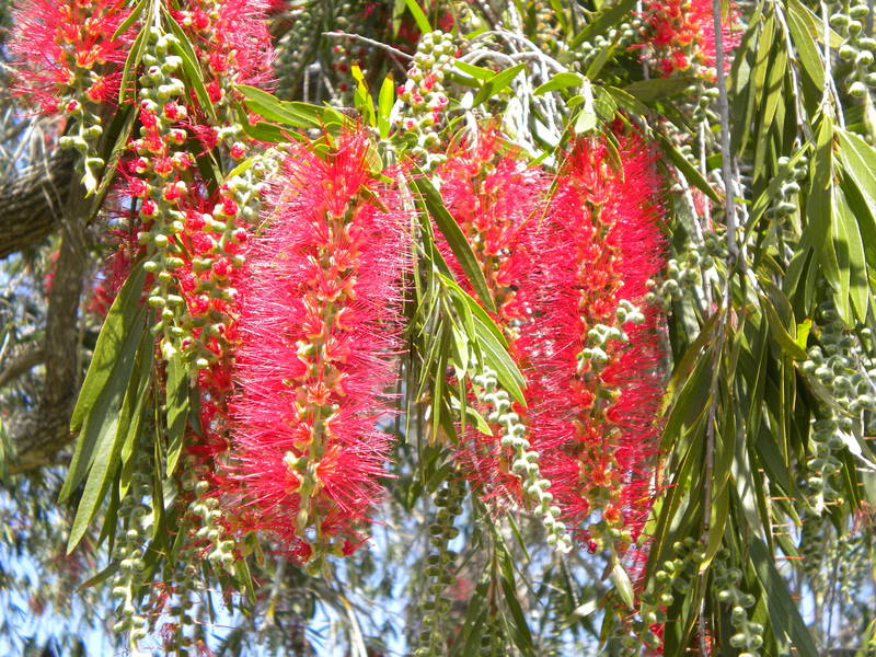 Charlotte Park, FL Red Bottle Brush Tree in Full Bloom, Punta Gorda FL photo, picture, image
