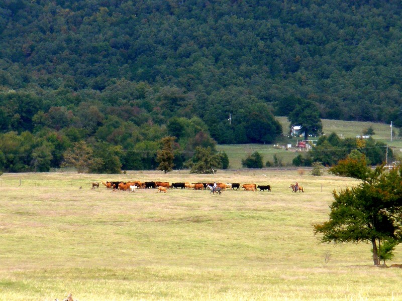 Quinton, OK Gathing 'em up photo, picture, image (Oklahoma) at city