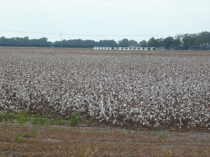 Clarksdale, MS cotton land photo, picture, image (Mississippi) at