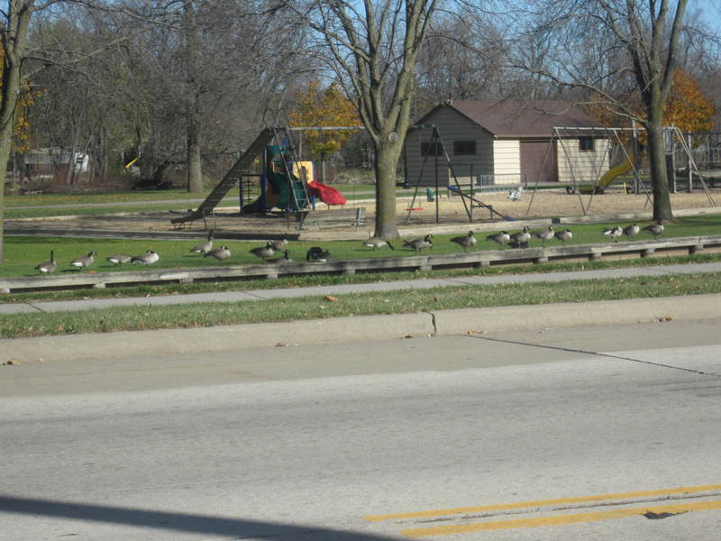 Omro, WI Geese Enjoying the Park photo, picture, image (Wisconsin) at